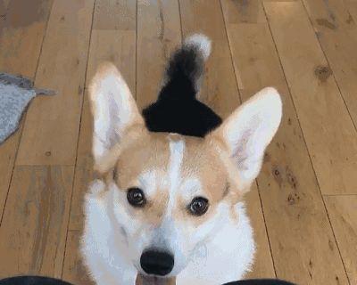 如何判断泰迪犬的纯不纯？五点为你解答（分辨泰迪纯种与串串的关键要点，了解泰迪纯度的方法与技巧）