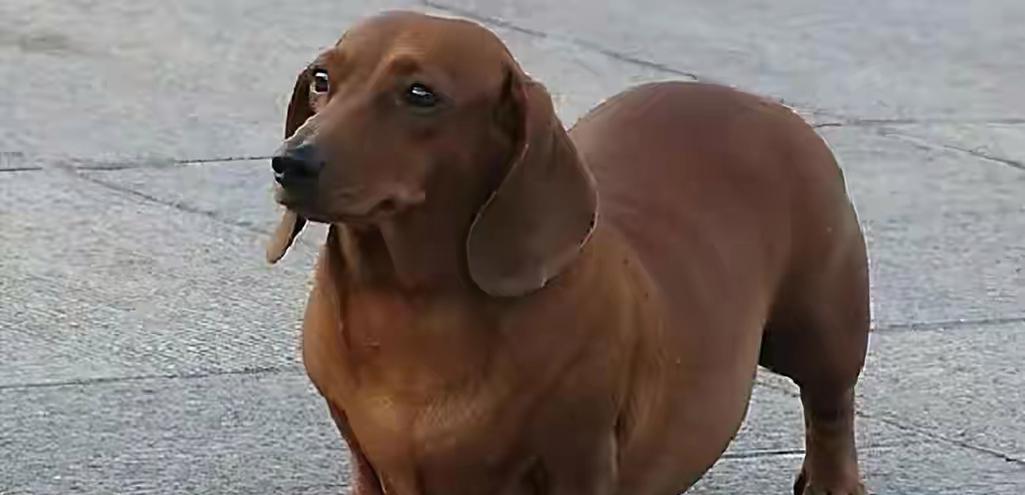 养好一只腊肠犬并非只靠用心，还需掌握饲养要点（全面了解腊肠犬饲养要点，让你的宠物健康快乐成长）