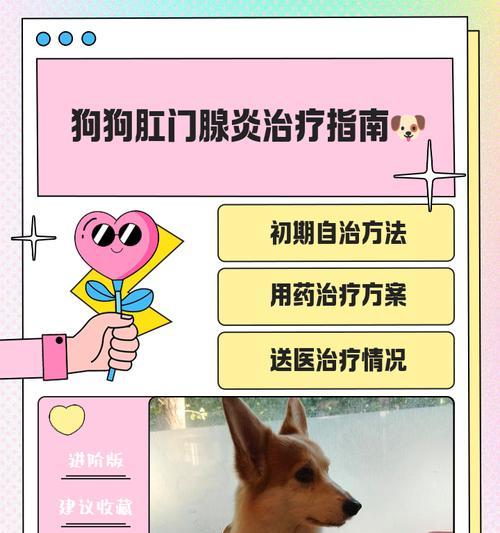 狗狗的肛门腺问题解析（探讨哪些狗狗需要挤肛门腺）