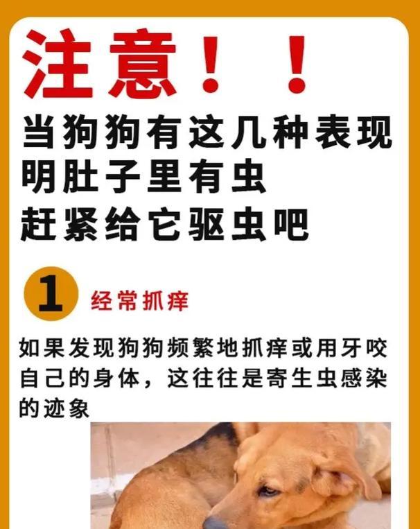 幼犬吃了驱虫药多久发作？