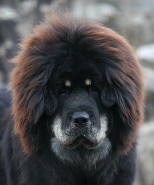 世界最贵的十个犬品种，你家里宝贝上榜了吗？（探索犬界财富的排行榜，是否与你的爱犬有缘？）