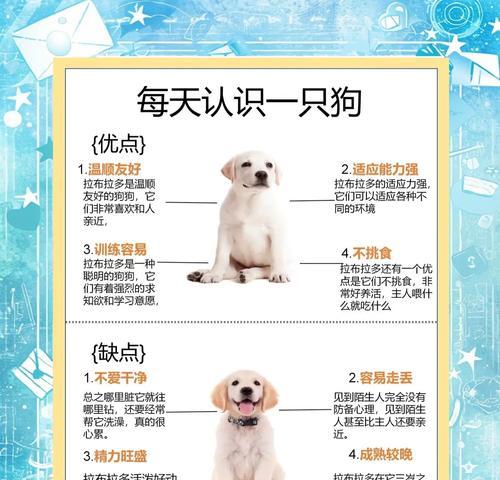 拉布拉多长到成年需要多久？（拉布拉多成犬的生长过程及时间要求）