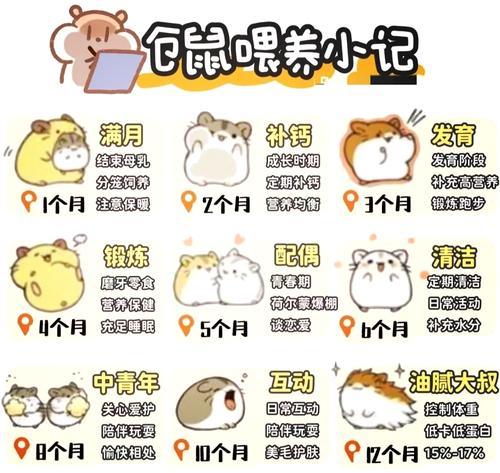 布丁仓鼠的寿命究竟有多长？（了解布丁仓鼠寿命的关键因素及如何延长其寿命）