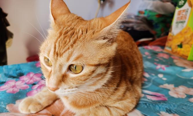 猫咪的自主性（探究猫咪在家的独立时间与行为需求）