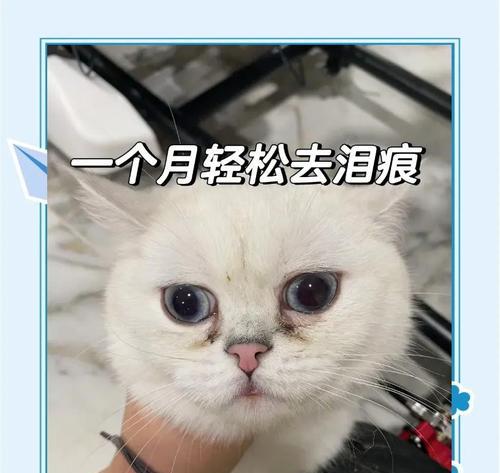 揭秘猫咪泪痕之谜（探究泪痕形成的原因及处理方法）