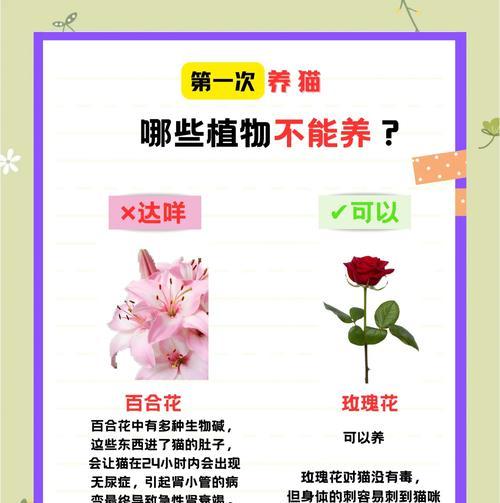 第一次养猫患病的经过与治疗方法（卫生注意不周导致猫咪患上尿道结晶，怎么办？）