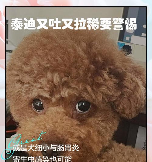如何应对狗狗腹泻问题（有效解决狗狗腹泻的方法）