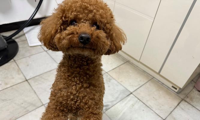 从什么时候开始让泰迪吃成犬狗粮？（泰迪成长的关键期，选择适合它的狗粮很重要）