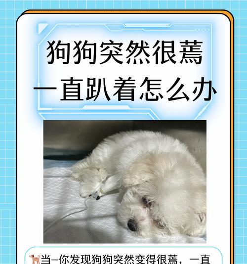 狗狗口吐白沫，突发异常情况，主人陷入困境（无助之际，主人发现意外端倪，悲痛不已）