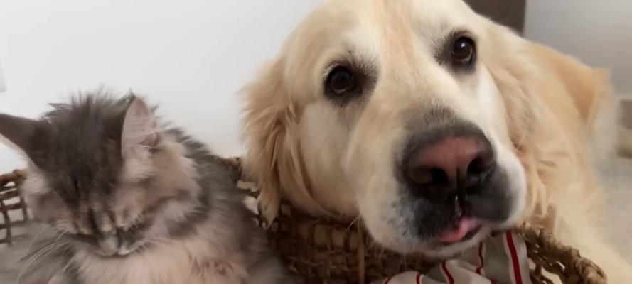 金毛犬的怀孕周期及繁殖特点（金毛犬怀孕周期详解，母犬健康与配种关键）