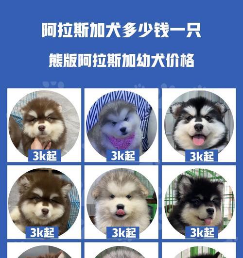 阿拉斯加幼犬的饮食需求与禁忌（养阿拉斯加幼犬，要知道它们能吃什么和不能吃什么）