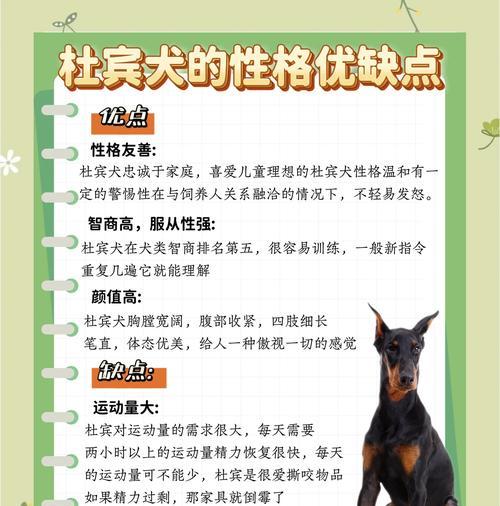 杜宾犬的缺点（了解杜宾犬的缺点，做出明智的养犬决策）