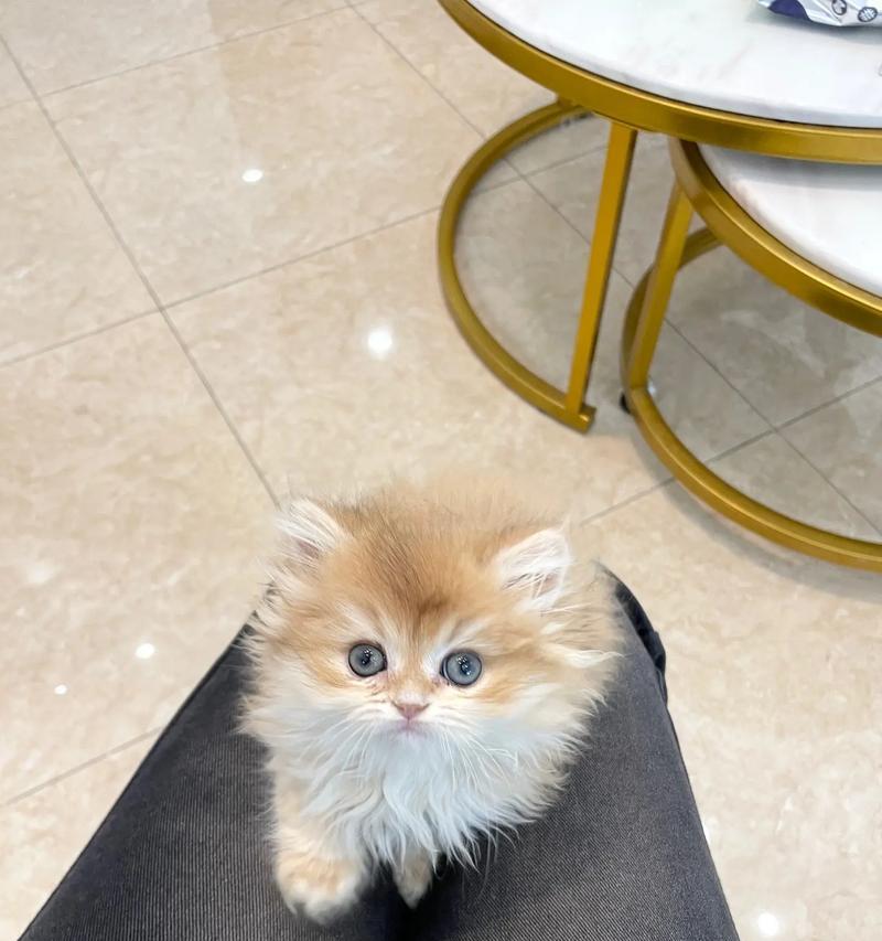 两个月大的小猫除了猫粮还能吃什么？（探索小猫的饮食世界，更多选择等你发现！）
