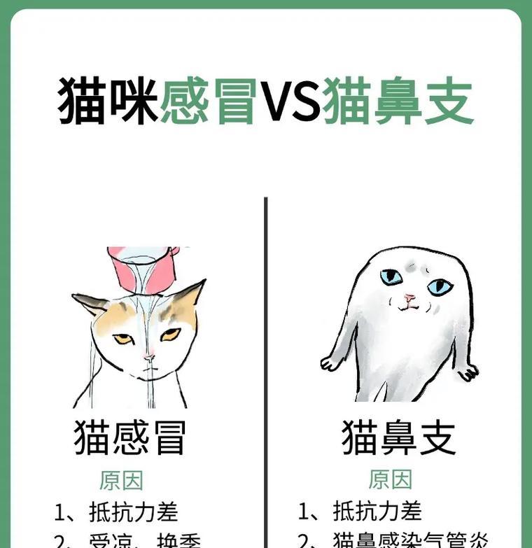 猫咪感冒（了解猫咪感冒康复所需时间的关键因素）