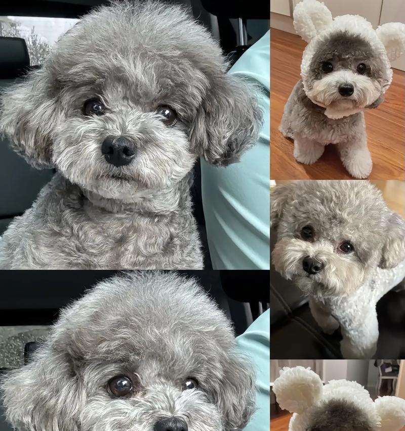 贵宾犬的寿命及健康关注（贵宾犬的预期寿命及如何保持其健康）