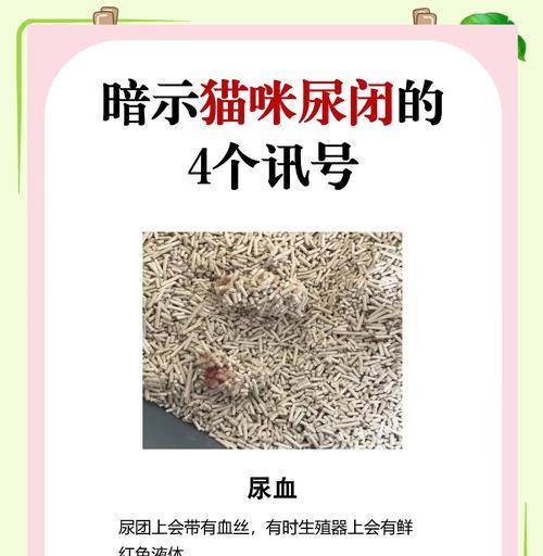 探讨猫尿道病的症状、诊断和治疗方法（了解猫尿道病的病因与预防措施）