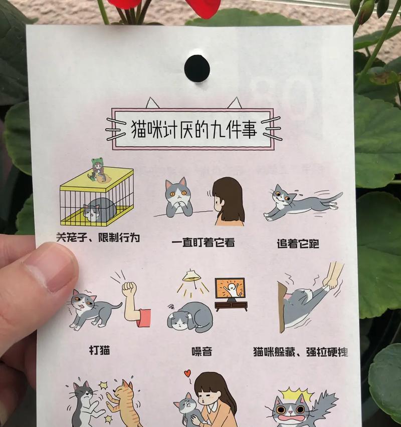 养猫小知识（养猫必须知道的物品清单，避免不必要的花费和麻烦）
