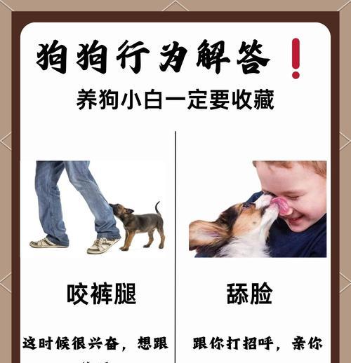 狗狗的脚臭问题（了解狗狗脚臭的原因以及有效的解决方法）