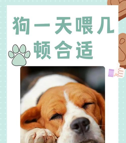 小狗晚上喂食频率及注意事项（每天喂食次数与时间表）