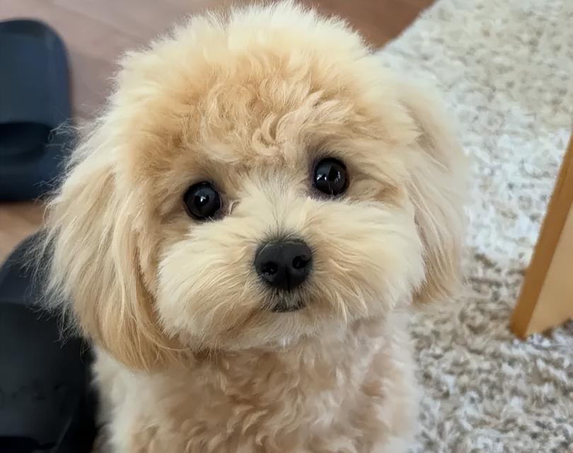 我家狗狗最讨厌的人（揭秘我们家狗狗黑名单中的人类成员）