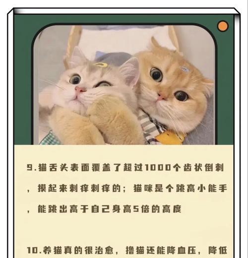 揭秘猫咪冷知识（探寻猫咪情绪低落的原因与应对方法）