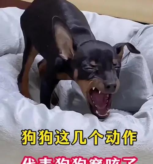 给狗狗补充微量元素的干果，需谨慎选择（注意干果对狗狗的潜在危害，谨慎选择合适的干果补充）