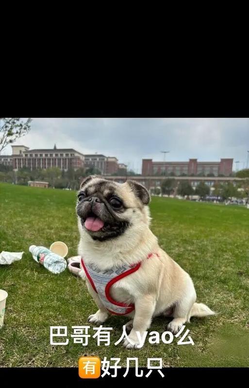 巴哥犬的寿命究竟有多长？（八哥犬能活多久？为你解读寿命的关键）