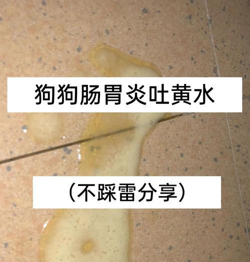 狗狗拉肚子禁食多久才合适？（了解狗狗拉肚子后的禁食时间及应注意的事项）