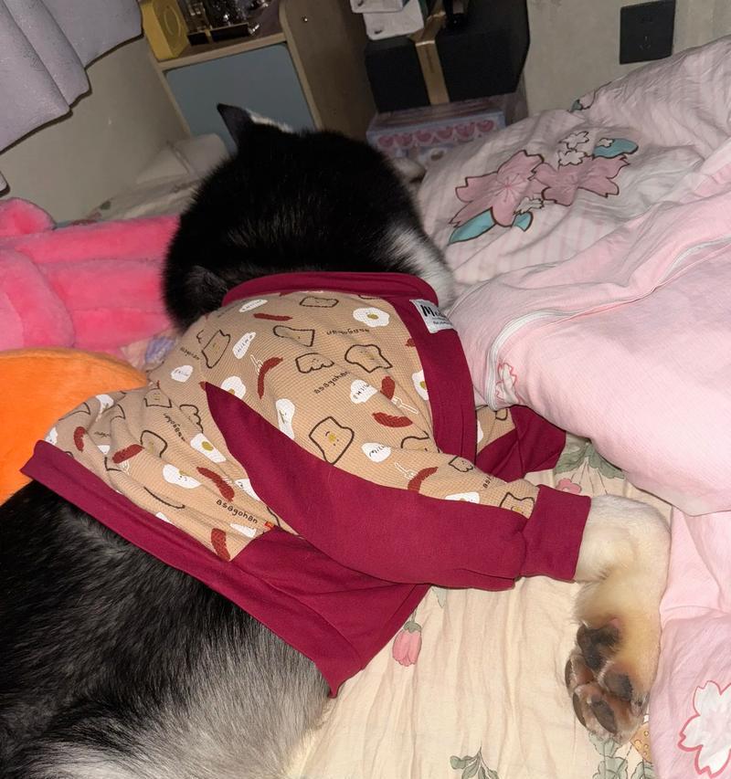 哈士奇晚上需要多少睡眠？（了解哈士奇晚上的睡眠需求，让它们保持健康活力）