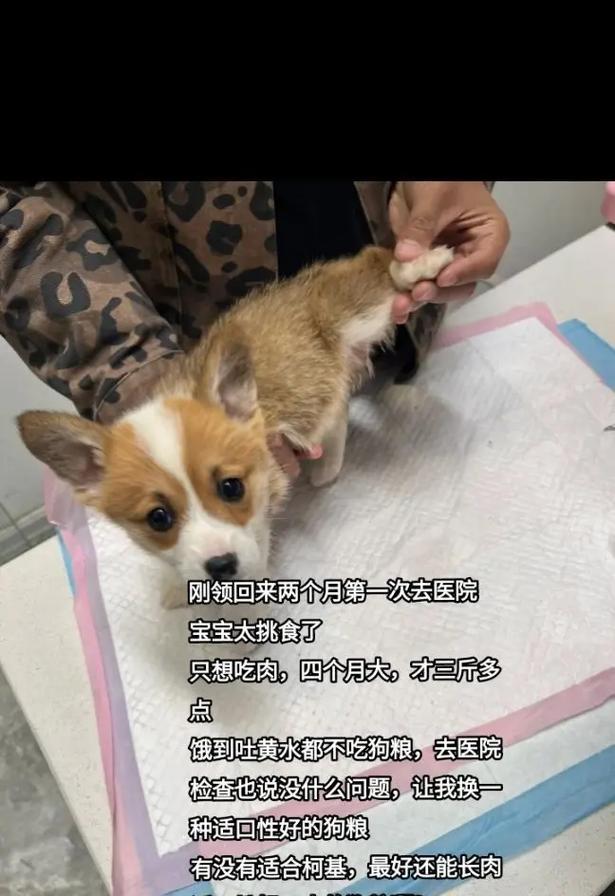 柯基狗每天应该吃多少狗粮？（如何合理控制柯基狗的饮食量？）