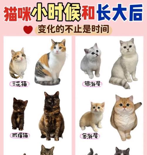 猫的妊娠期及生产时间（了解猫妊娠期和分娩时间的关键因素）