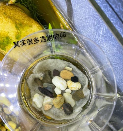 斑马鱼繁殖方法和注意事项（斑马鱼繁殖的关键步骤和生态环境需求）