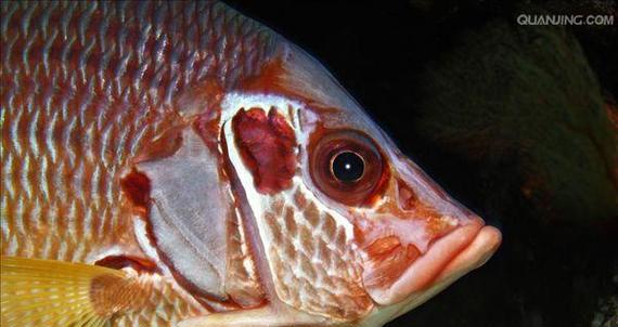 鱼鳍撕裂能否恢复？——揭开观赏鱼疾病治疗的奥秘（观赏鱼鳍撕裂现象及其恢复机制深度解析）