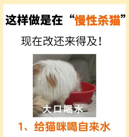 猫咪饮水之谜（揭秘猫咪水的需求量及饮水频率）