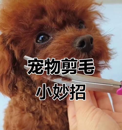 狗的毛发（探索狗狗毛发的剪裁艺术）