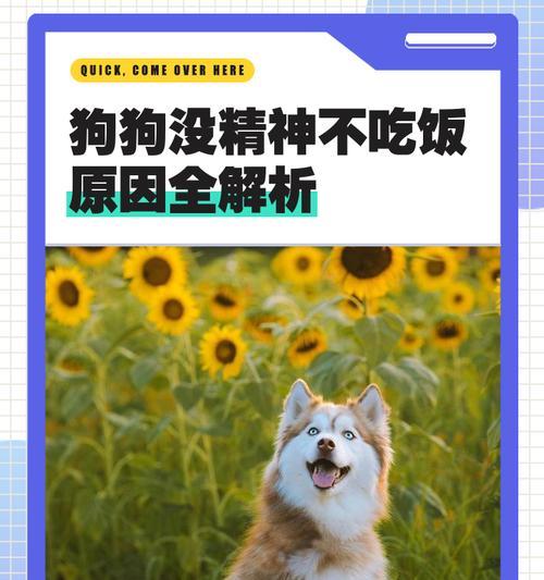 狗不吃可以活多久的奥秘（揭秘狗不吃食物的长寿之道）