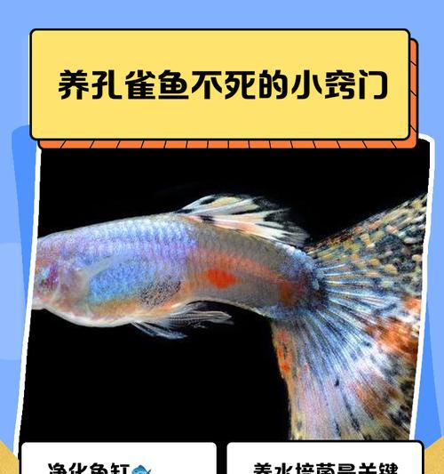 孔雀鱼的喂养时间和频率（养殖孔雀鱼应注意的喂食时间和频率）