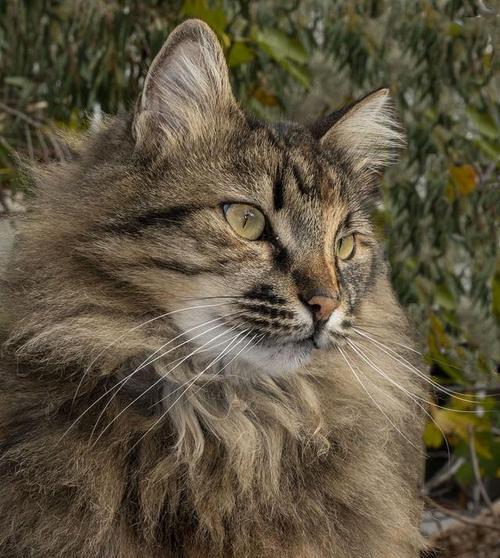 探索猫的品种与特征（了解猫咪世界中多样的个体与特色）
