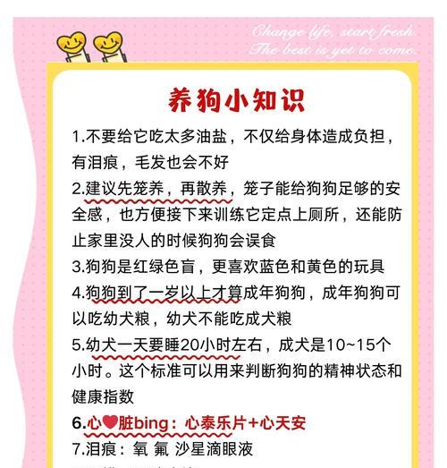 如何正确喂养泰迪幼犬（每天喂食次数和饮食要注意的）