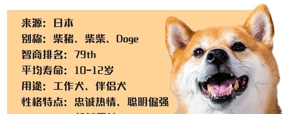柴犬的优缺点（了解柴犬）