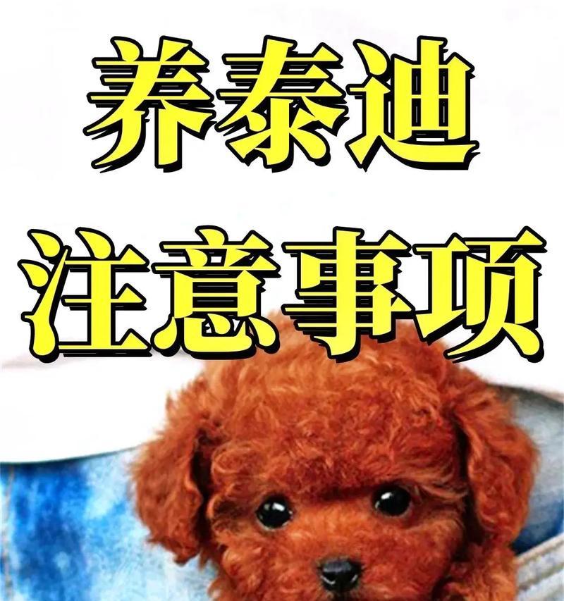泰迪犬市场价格和购买注意事项（泰迪犬的市场行情及购买前的必备知识）