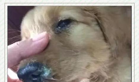细小犬瘟的潜伏期及相关注意事项（了解细小犬瘟的潜伏期，保护你的宠物健康）
