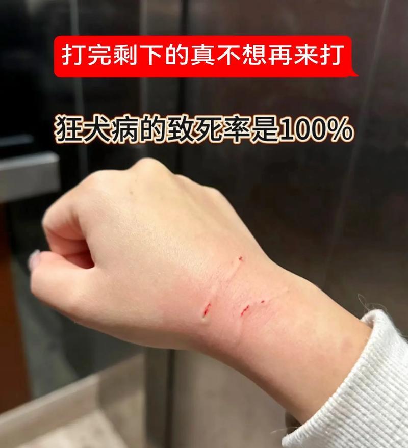 狗被猫咬伤，痊愈需要多长时间？（探寻狗被猫咬伤后康复的时间和过程）