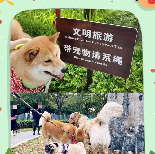 长沙适合带狗的公园推荐（带狗外出好去处，长沙公园不容错过！）