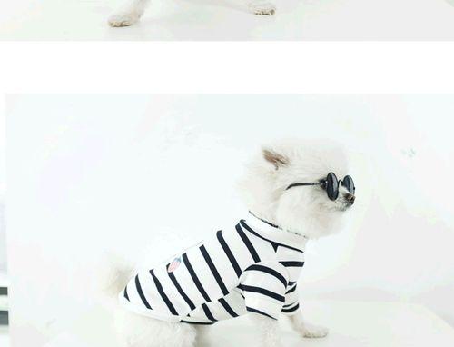 小型犬黑白色之美（探索黑白小犬的独特魅力）