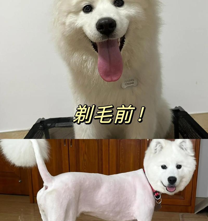 猫毛剃光了需要多久恢复？（探究猫毛剃光的恢复周期及注意事项）