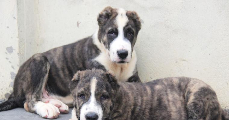 高加索犬的价格究竟如何？（探究高加索犬市场上一只的价格以及影响因素）