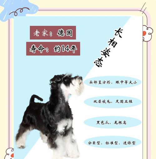 英格兰雪达犬的生活习性揭秘（如何挑选适合的英格兰雪达犬？）