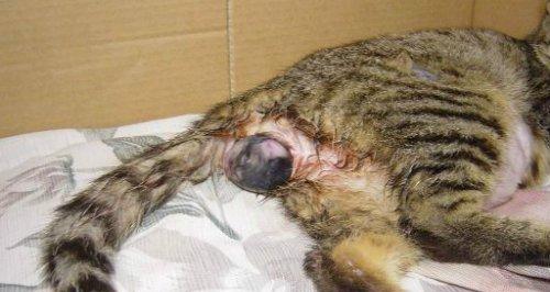 母猫产后炎症的症状及处理方法（猫咪产后炎症需要引起重视，了解这些症状可以及时采取处理措施）