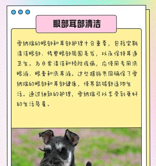 雪纳瑞犬出生后多久能洗澡？（新生小狗的洗澡时间、注意事项和适当的护理）